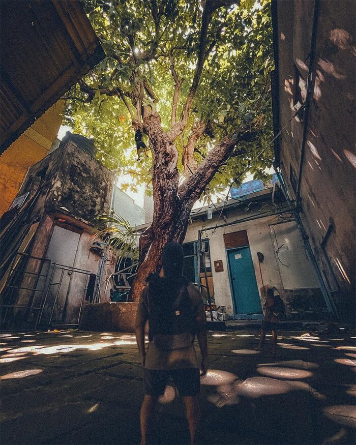 Beneath a great banyan tree